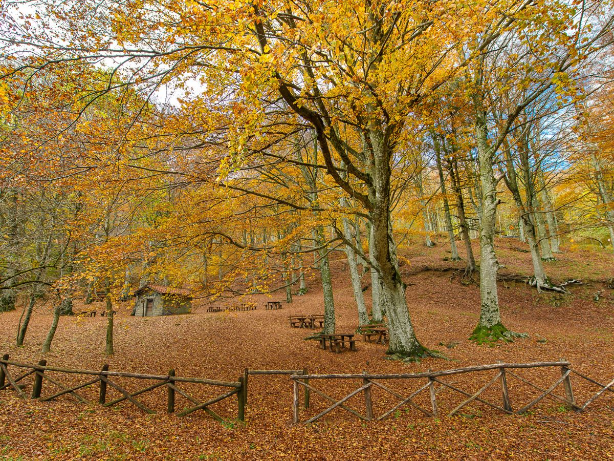 Un bosco autunnale sul Monte Falterona con alberi dalle foglie dorate e arancioni, con un'area picnic in legno e un rifugio in pietra coperti da un tappeto di foglie secche.