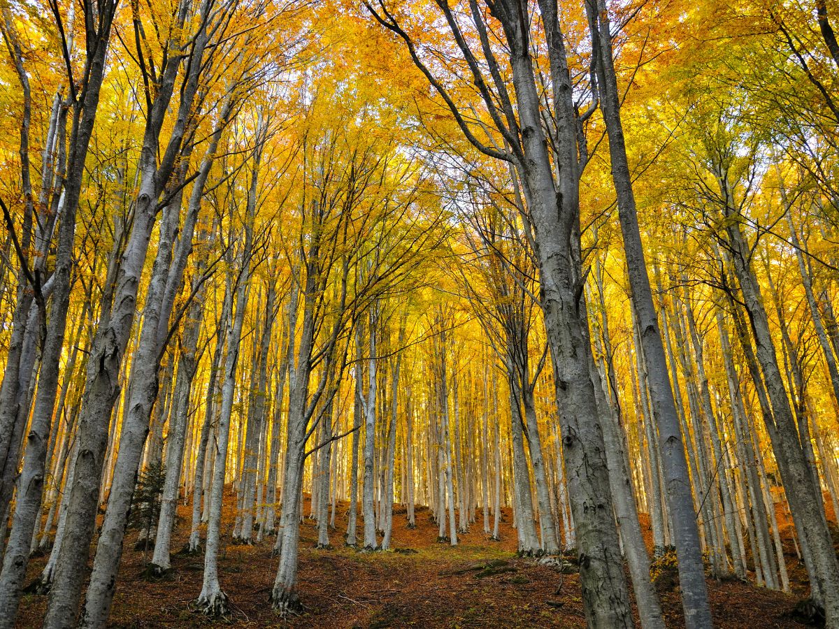 Fitta faggeta nel Parco Nazionale delle Foreste Casentinesi con alti tronchi sottili e chiome dorate durante la stagione autunnale.