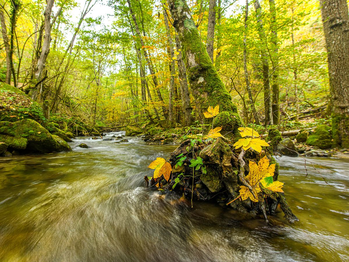 Torrente in movimento tra i boschi del Casentino con rocce coperte di muschio e radici affioranti adornate da foglie d'acero gialle.