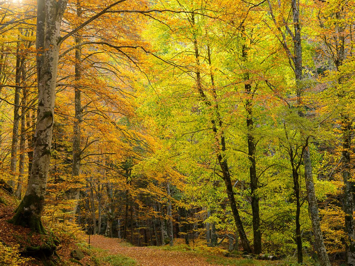Sentiero immerso nel bosco del Casentino circondato da alberi con sfumature di foliage tra il verde brillante, il giallo e l'arancione.