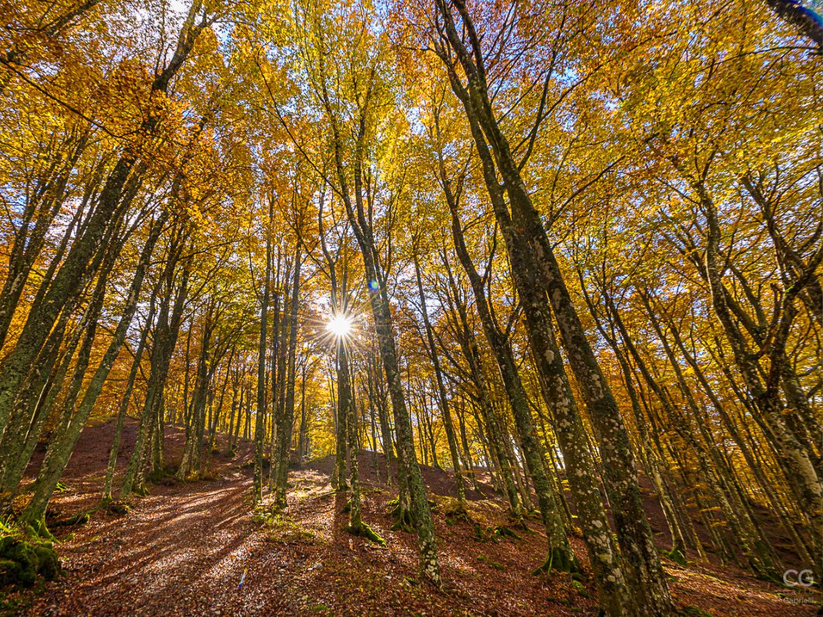 Raggi del sole autunnale che filtrano attraverso i rami spogli e le chiome dorate di un bosco del Casentino.