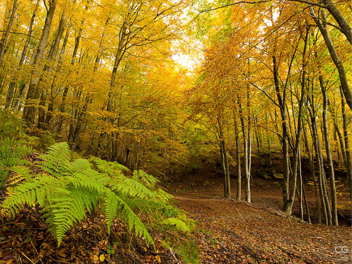 Felce verde in primo piano lungo un sentiero coperto di foglie secche in un bosco del Casentino dai colori autunnali.